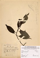 藏品(毛玉葉金花)的圖片